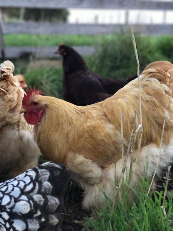 Robin Hoods Well Farm Stay Sassafras Екстериор снимка